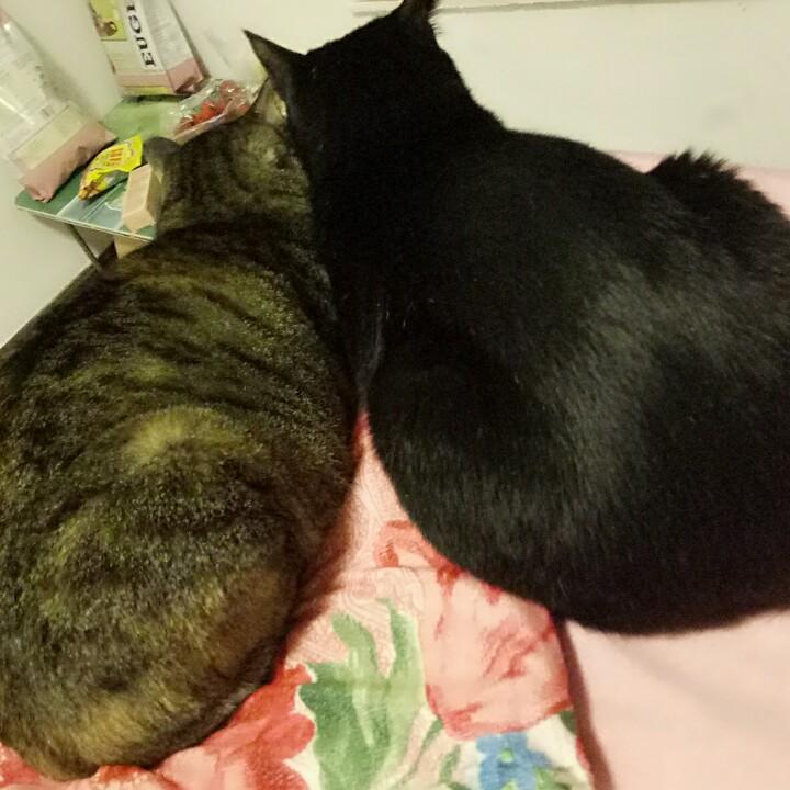 拖出去，(*Ӧ)σ怼他！喵~