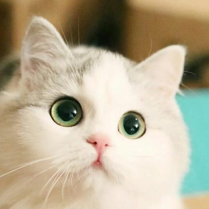 飞飞