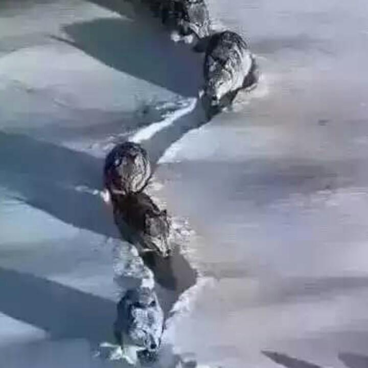 黄公子