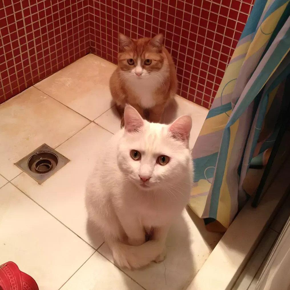 papi家的大小咪@抖音