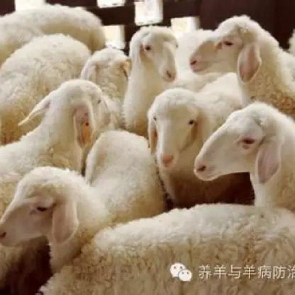 郎家屯牧业（出售套羊）