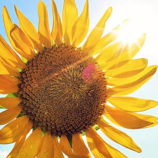 素颜的向日葵🌻