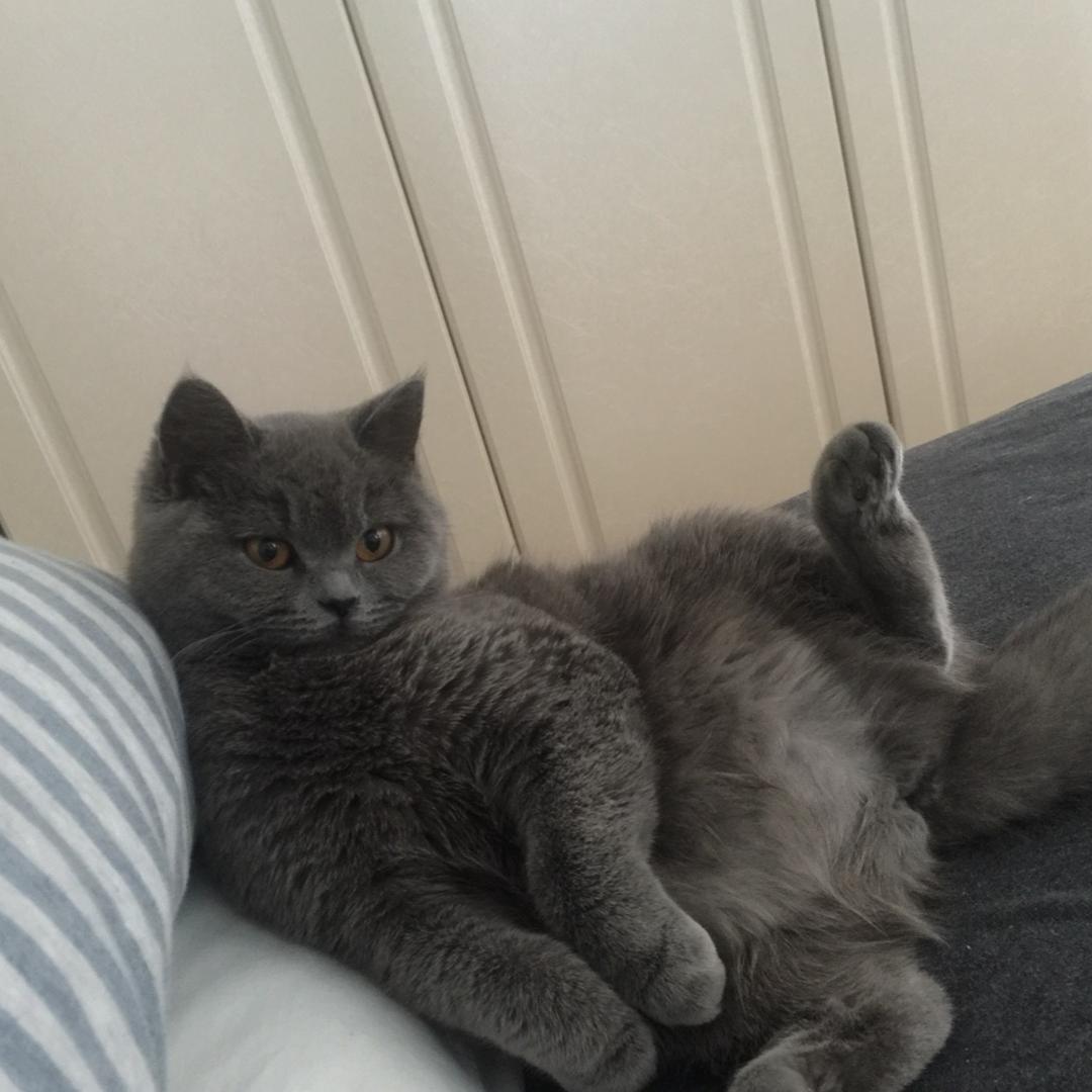 馒头是只猫