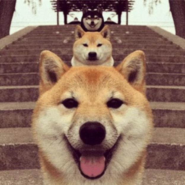 有态度的键盘汪🐶