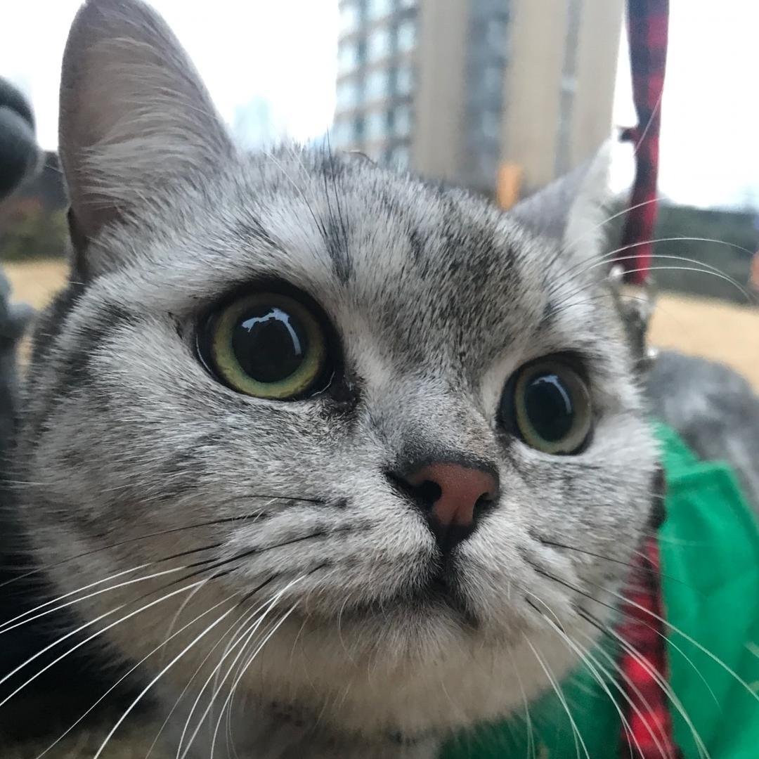 胖虎他妈