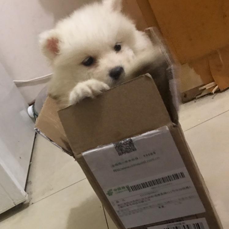 西米