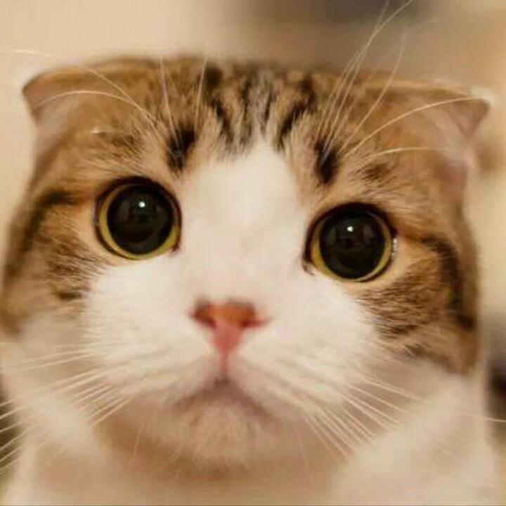 猫咪物语