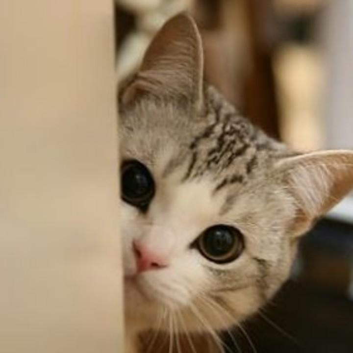 猫腻🐱