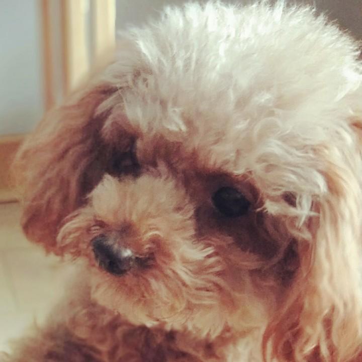咪果