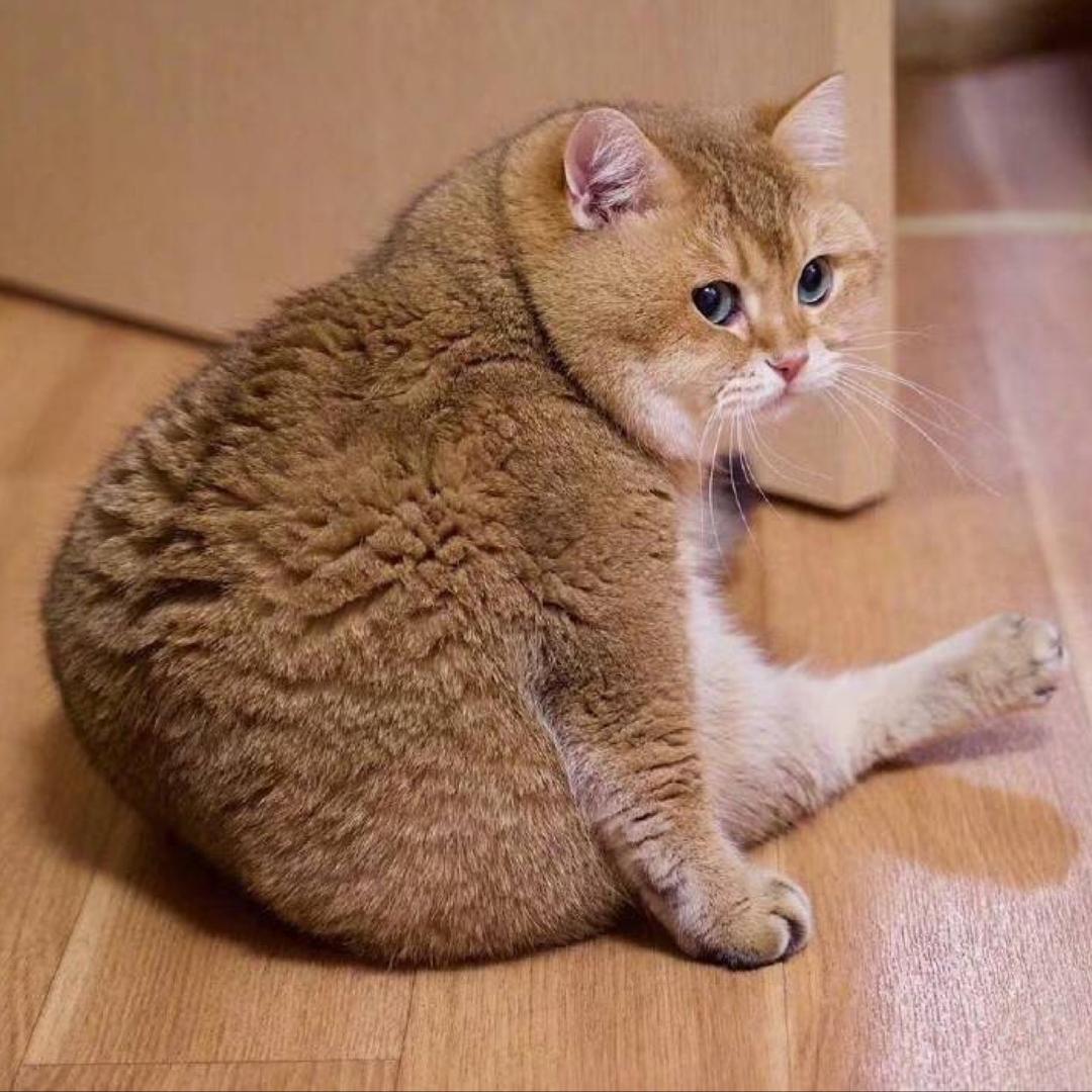 婷婷哥啊啊啊啊啊