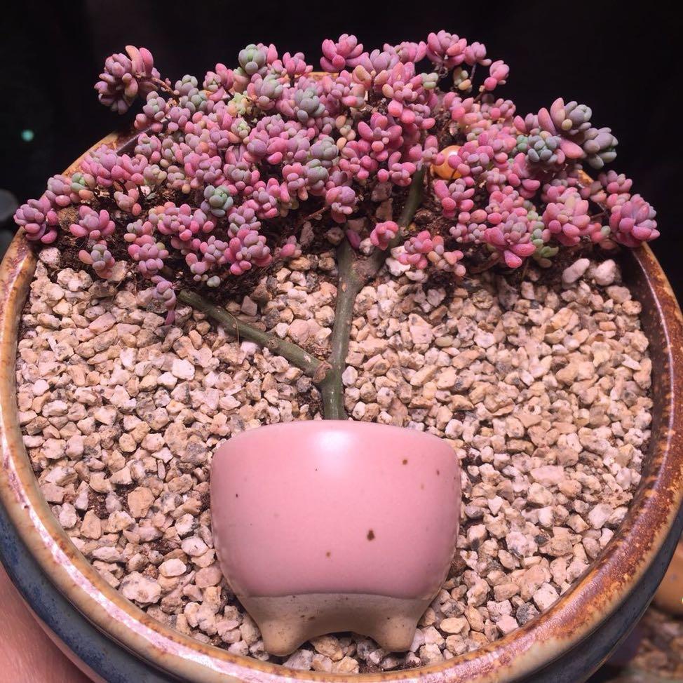 🌈҉จุ๊บ ꧁十里桃林꧂จุ