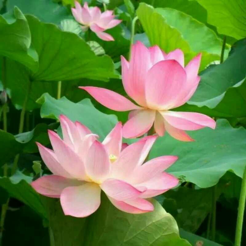 万紫千红🌺🌺🔥