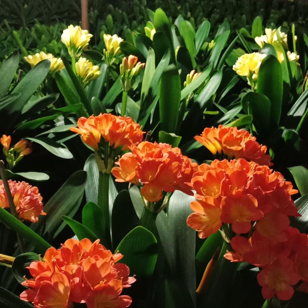莲花山生态旅游度假区小凤花卉种植园