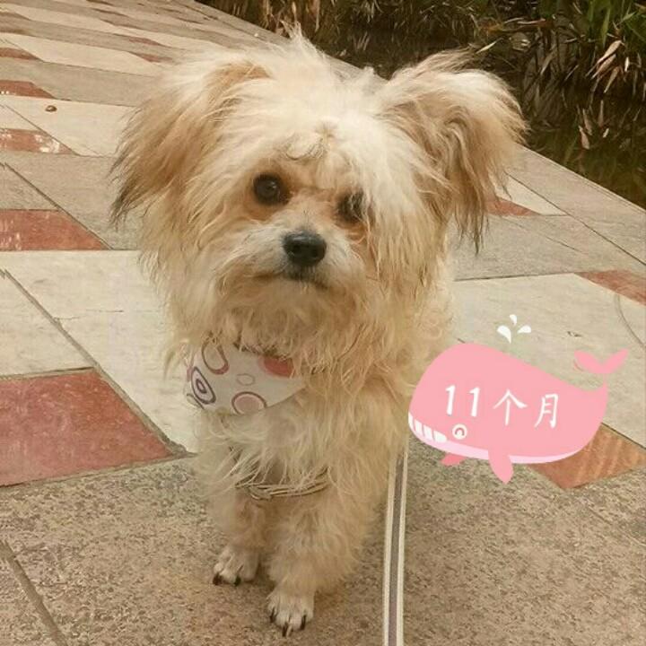 🐶毛毛麻麻