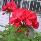 霞〈〈回族〉〉