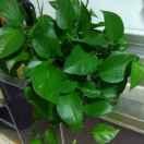 尹鲁云（拒连赞）