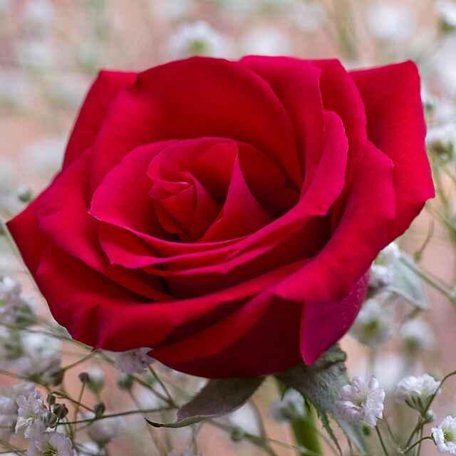 恭喜发财ヾ ^_^♪