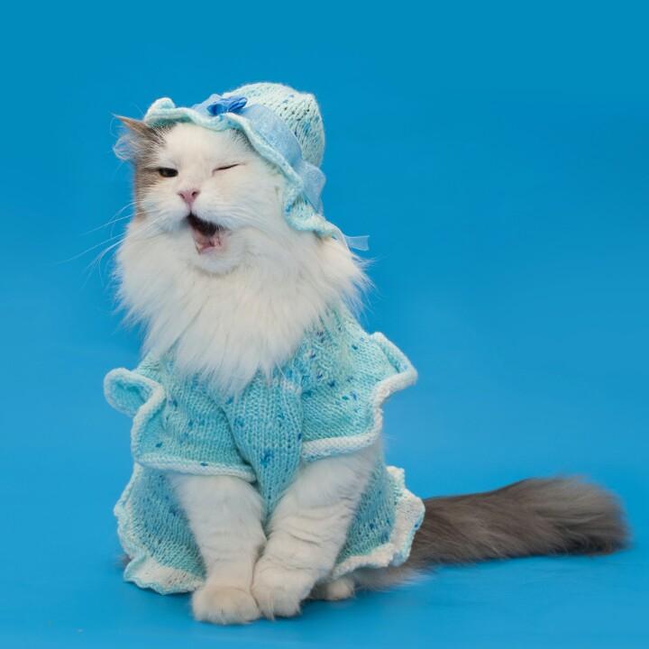 小杨