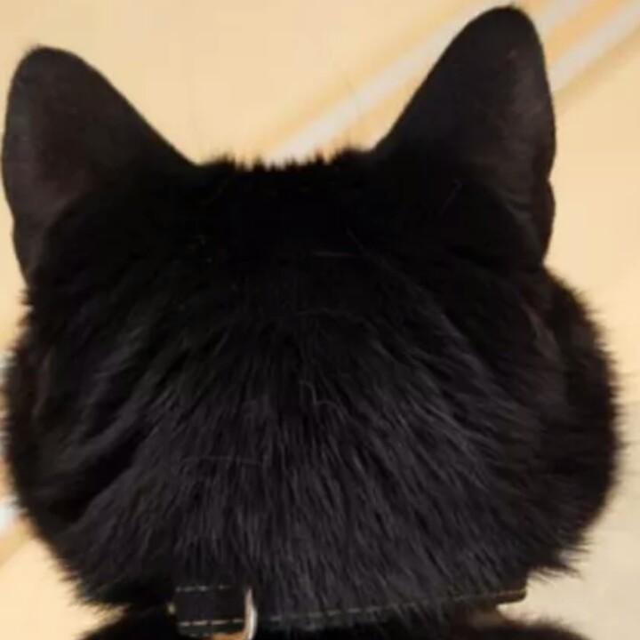 朱莉没有叶