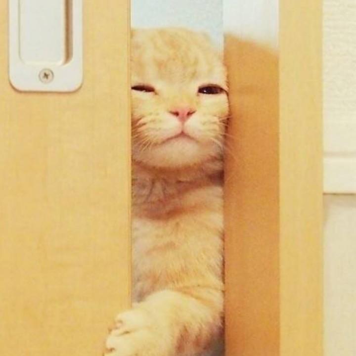 是三喵啊~