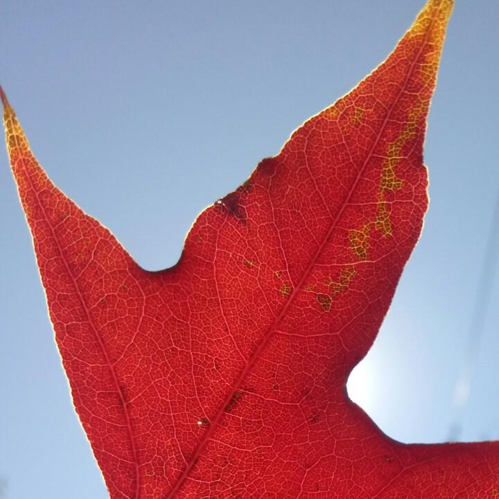 青沐麻麻