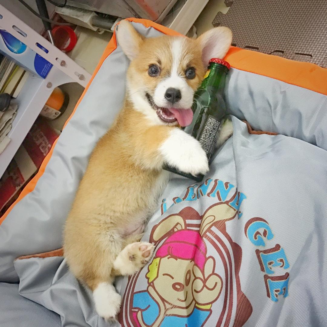🍍菠萝B