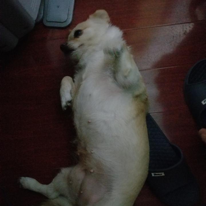 圆滚滚🥕