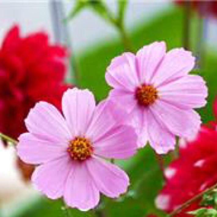 春暖花开℡🌸