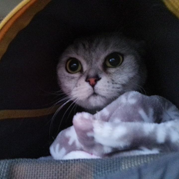 我家兔酱是只猫🌈