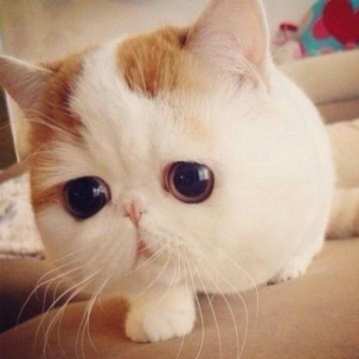 “猫咪”