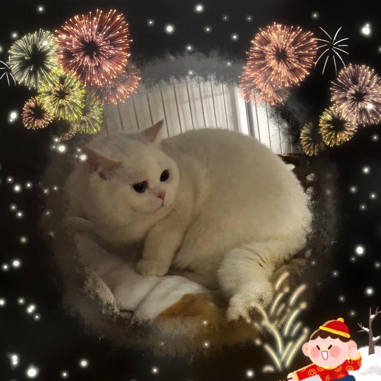 喜多家的猫猫