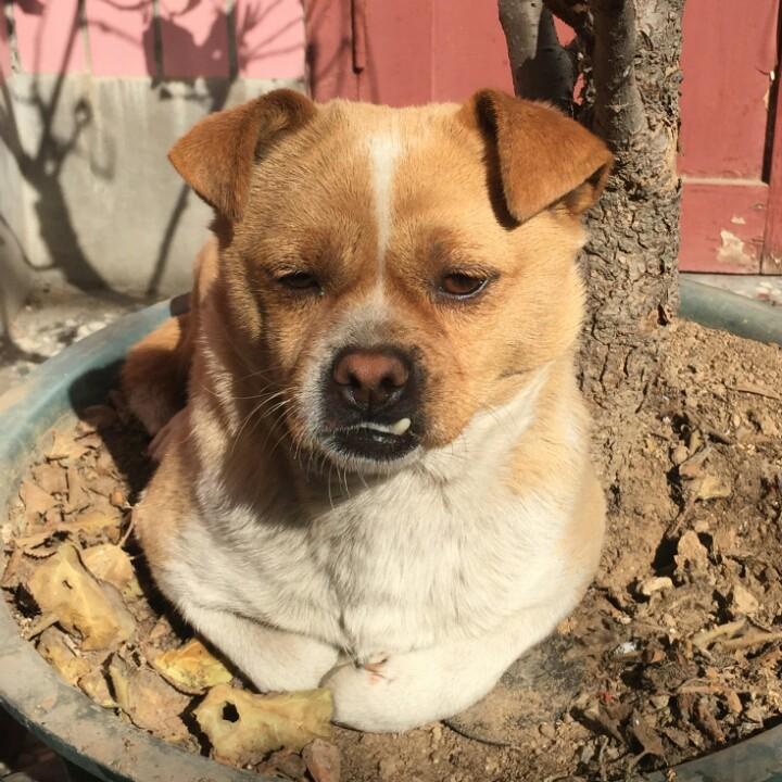 老渴渴