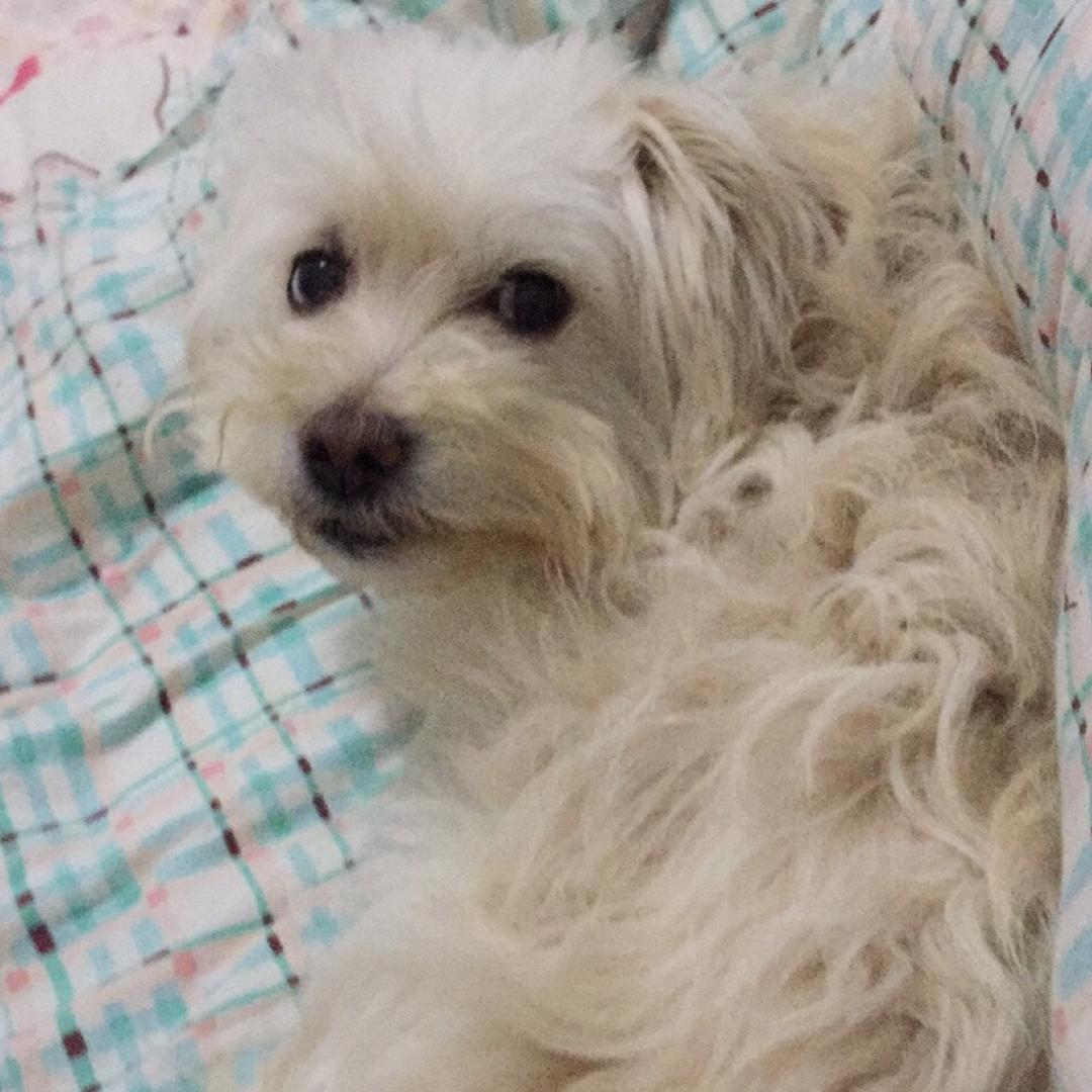 豆丁麻麻