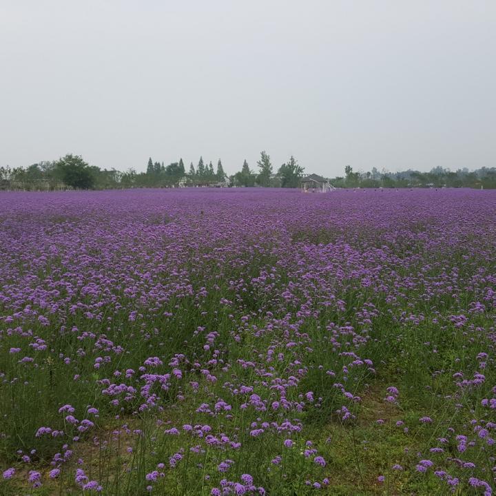鹰击长空