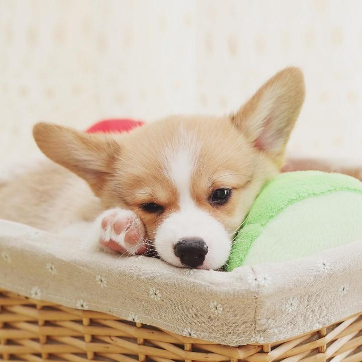 橙宝