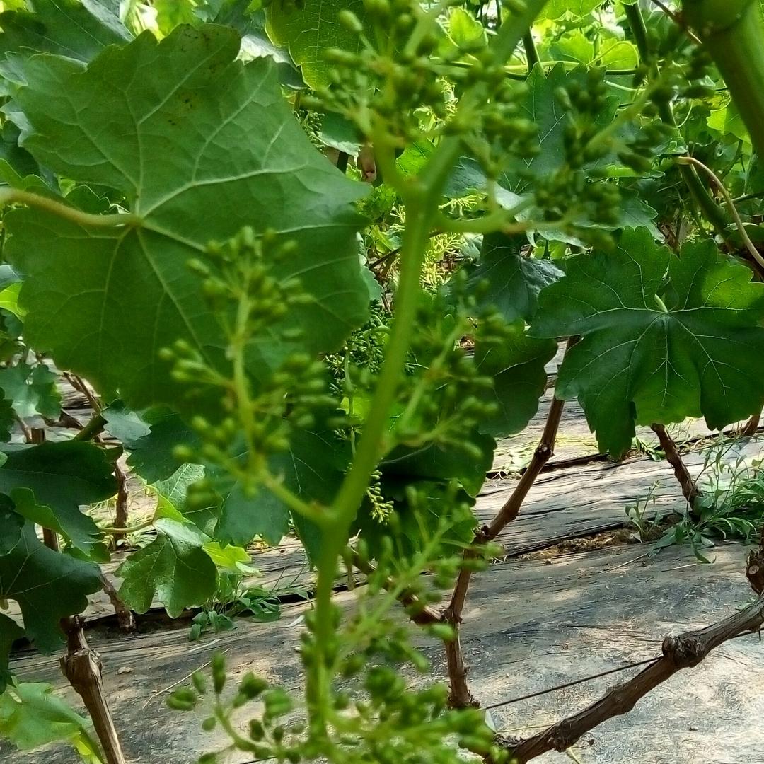 好人一生平安1833