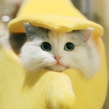 娅