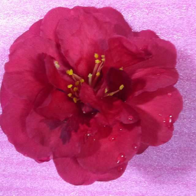 春暖花开43584（请不要连续点赞)
