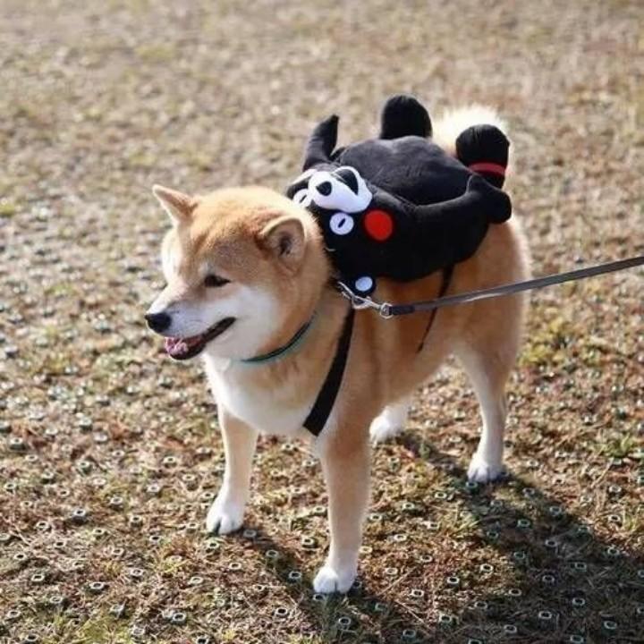 十五五五五五