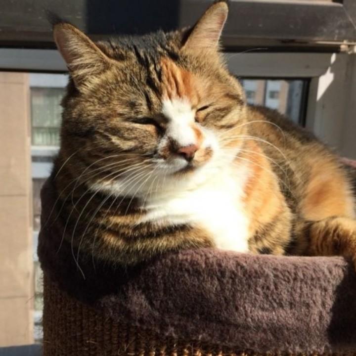 鲵