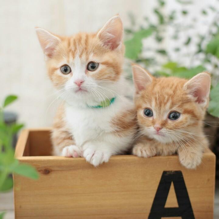 萧炎