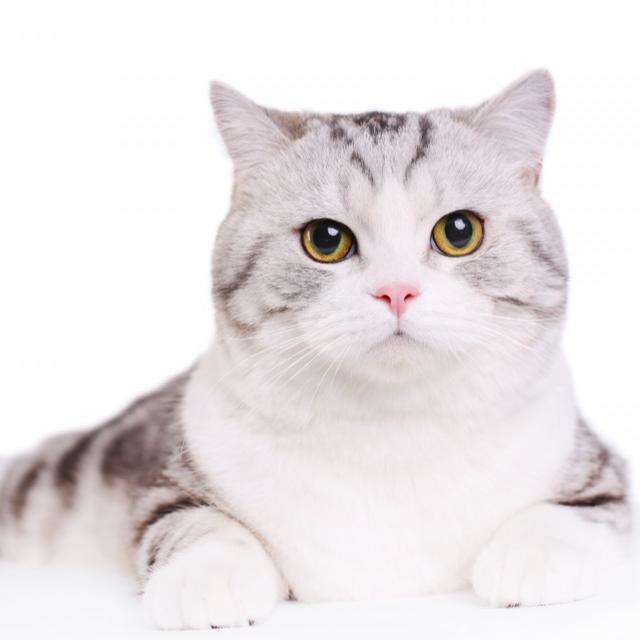 mochi宝宝🐱