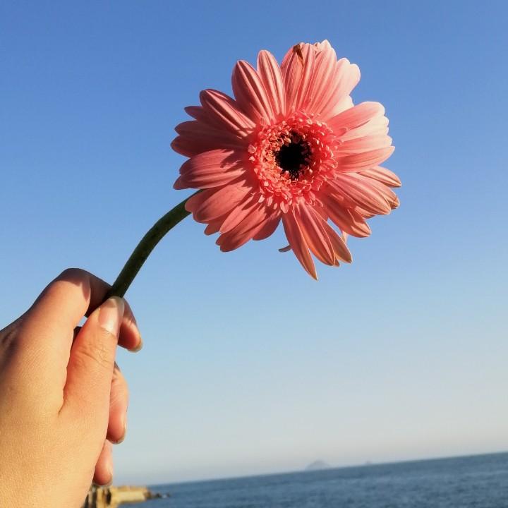 芒小果