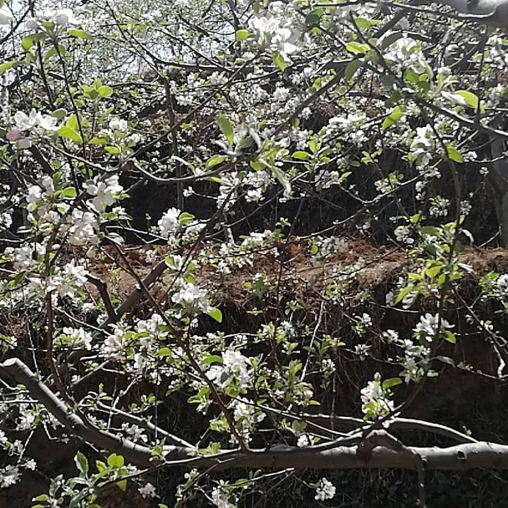 昭通苹果