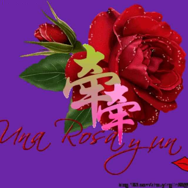 红玫瑰45665