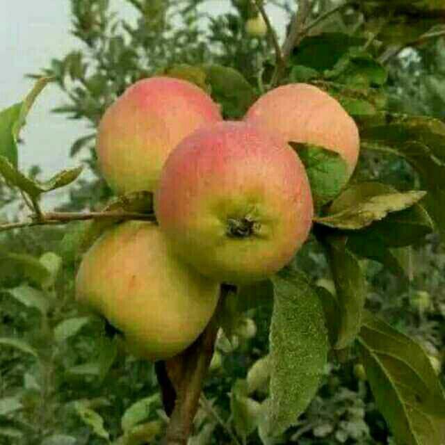 心灰意冷