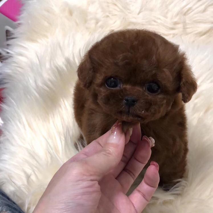 亿蕾宠物幼犬基地直销