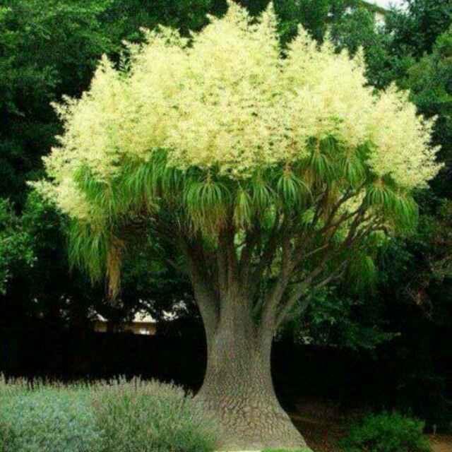 筱筱
