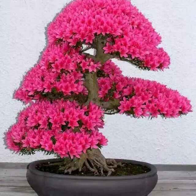 春_21776024（拒绝私聊）