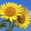 向日葵